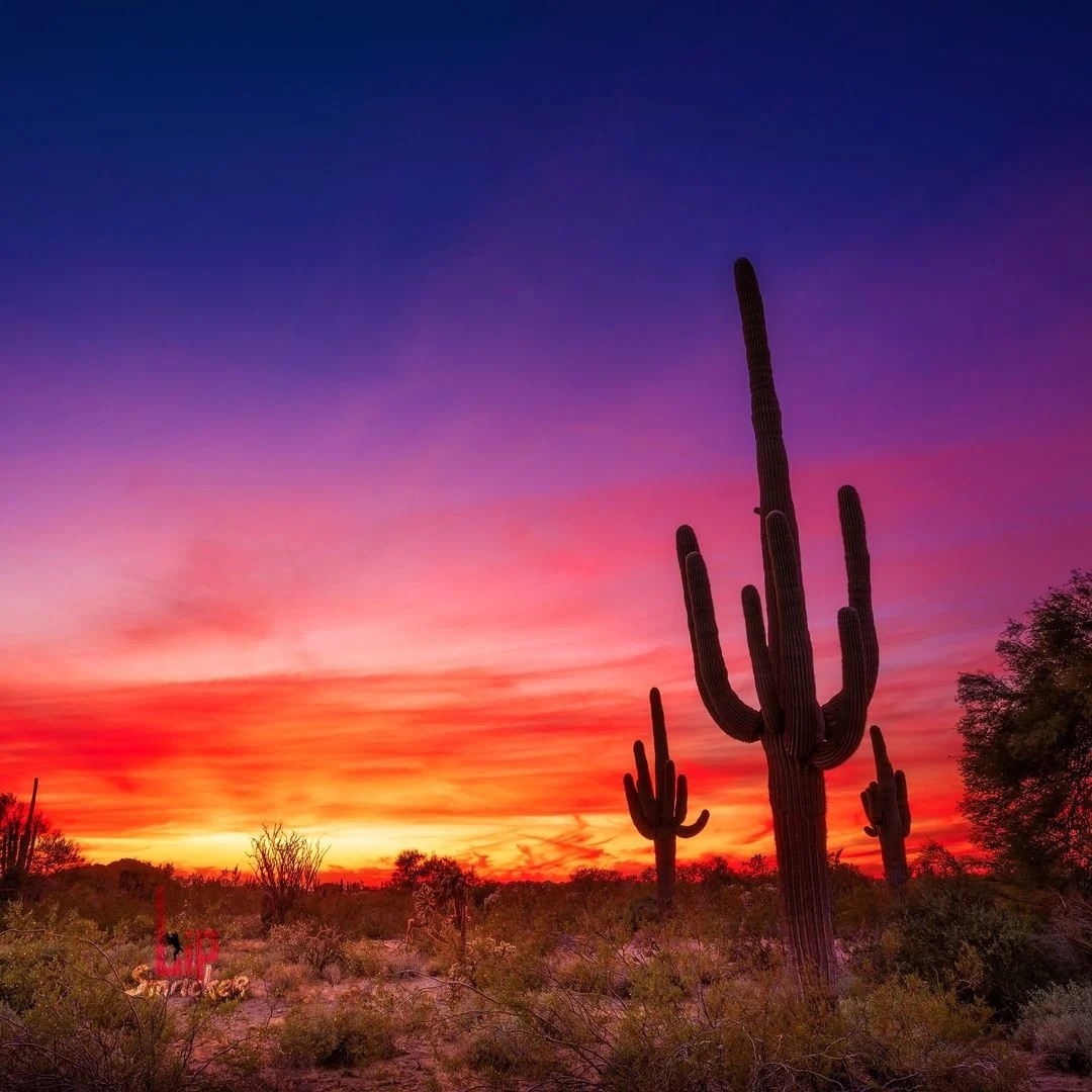 Stylized colorful artist rendition